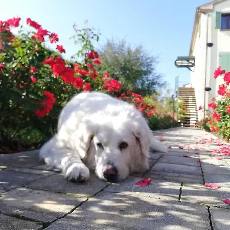 Apartment Angelica *